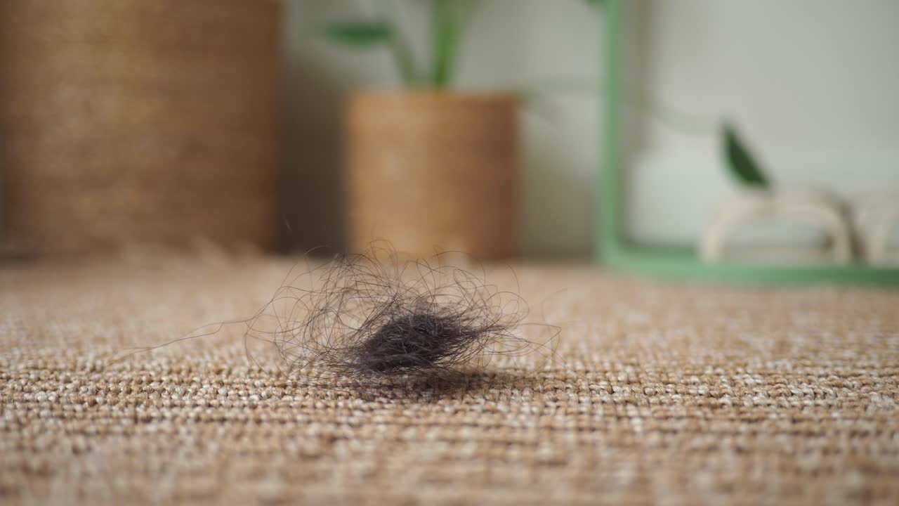 Clump of Dark Fallen Hair on a Beige Woven Carpet