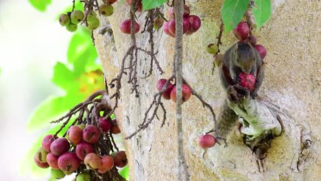 Pallas-Eichhörnchen-Oder-Das-Rotbauchhörnchen,-Das-Beim-Essen-Einer-Frucht-Auf-Einem-Ast-Eines-Fruchtbaums,-Callosciurus-Erythraeus,-Gefunden-Wurde