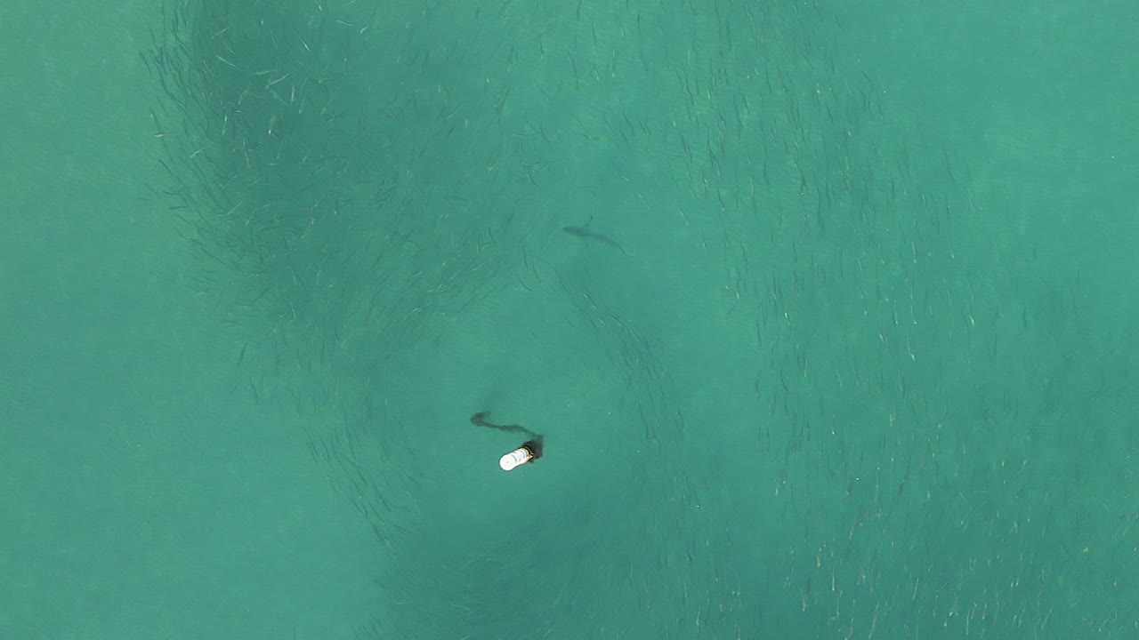 공중: 계류용 바다 부표 근처의 숭어 떼에서 회색 암초 상어 사냥