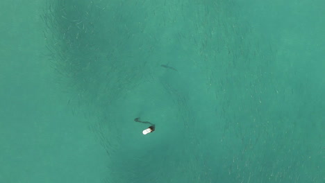 aerial: grey reef shark hunts in mullet school near mooring sea buoy