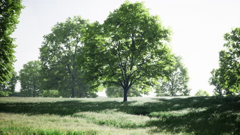 tranquil summer landscape: green trees in a sunlit field