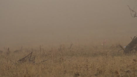 dusty field in fog