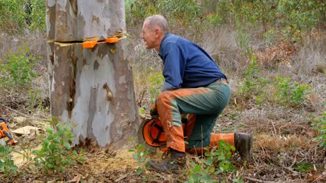 Lumberjack looking at the tree trunk 4k