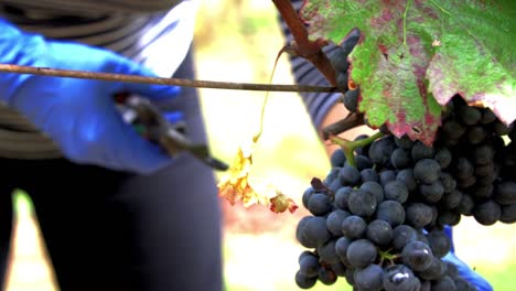 woman in blue plastic gloves picking red grapes during autumn harvest, slow motion