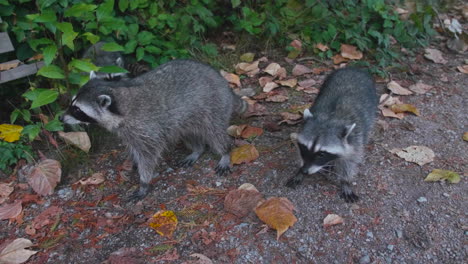 slowmo close up of three curious wild raccoons in the park outdoors