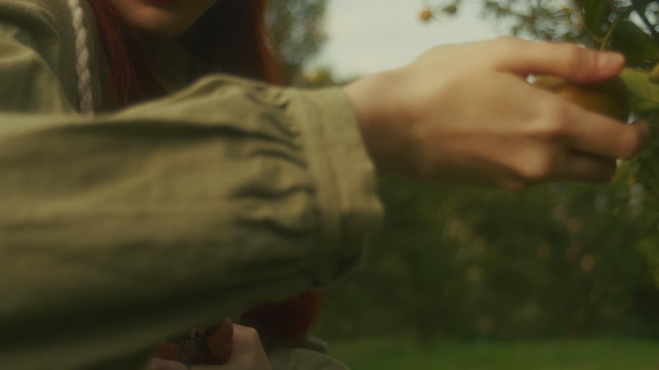 Woman Harvesting Lemons