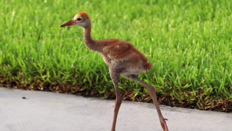 baby sandhill crane walking on sidewalk in the morning