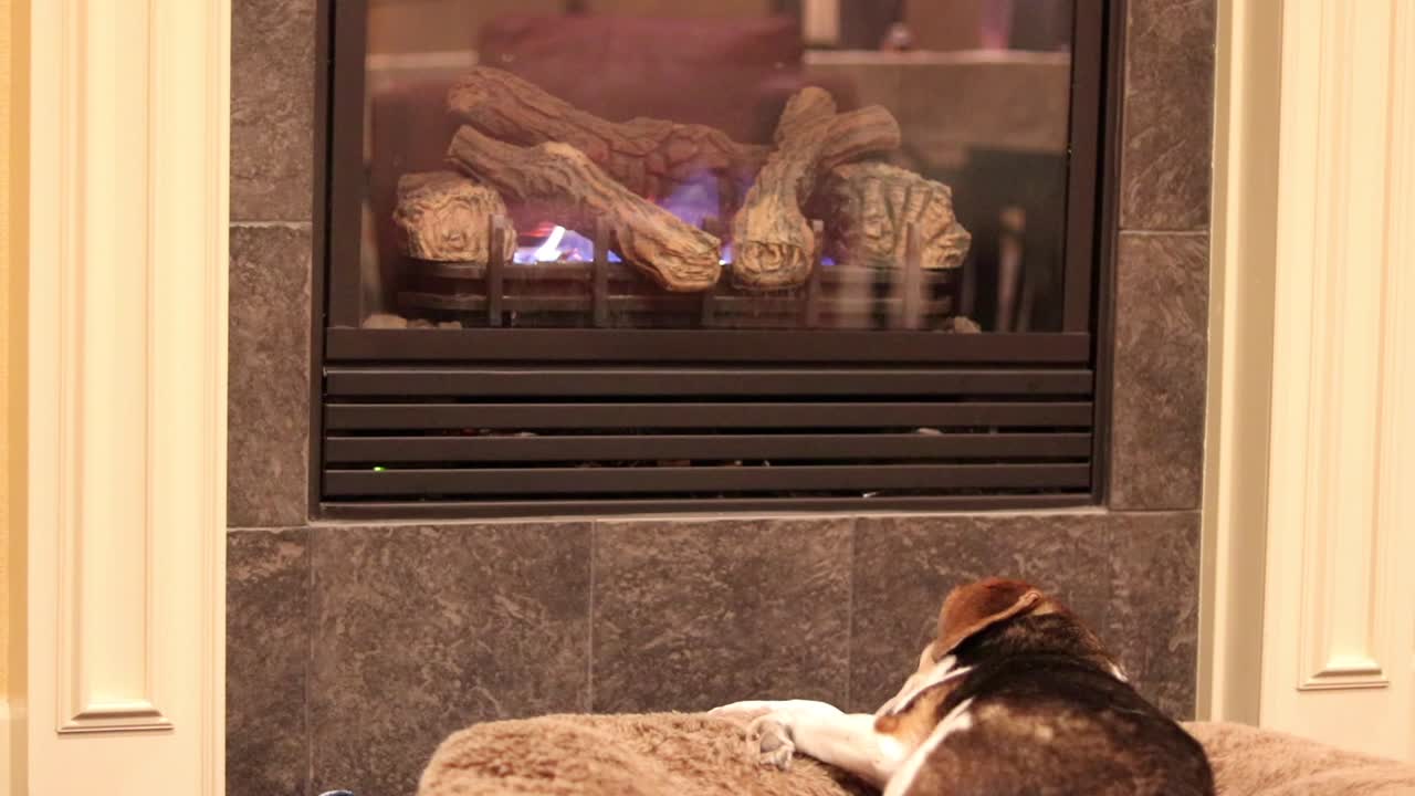 비글 개 가 불 앞 에서 휴식 하고 있다