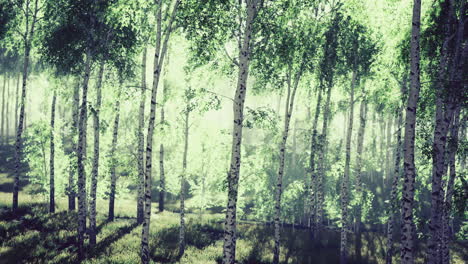 sunlight filters through lush green trees in a serene forest setting