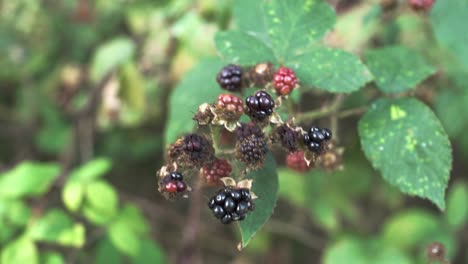 ripe wild blackberries ready to be picked, close shot, slow motion