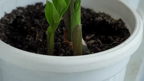 close view of fresh green shoots sprouting from dark soil in a white pot, with healthy young leaves unfolding around a sturdy central stem under natural indoor light