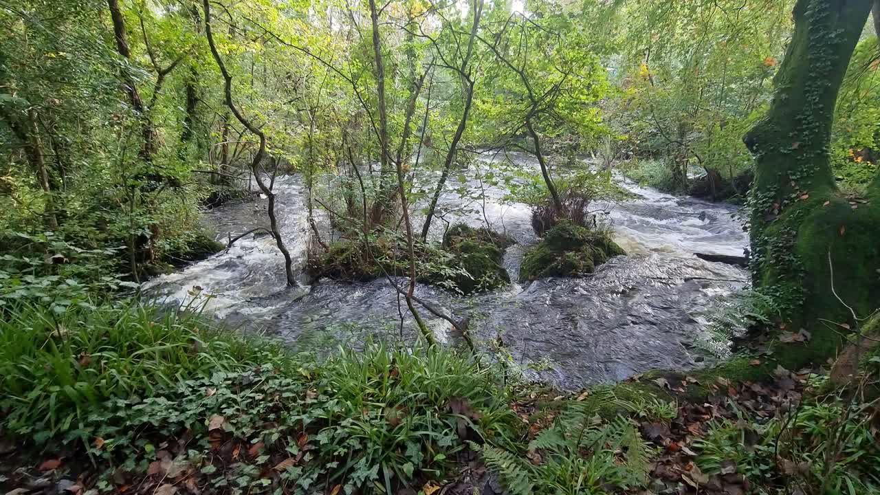 un río de bosque inundado de flujo rápido en cascada a través del crecimiento del follaje del bosque exuberante