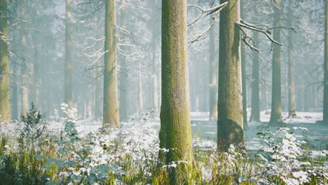 trees in misty winter forest frosty and foggy