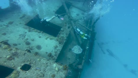 scuba divers explore shipwreck with stingray