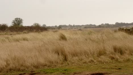 Nature-reserve-at-Gibraltar-Point-with-general-views-of-the-Nature-reserve-3-of-7