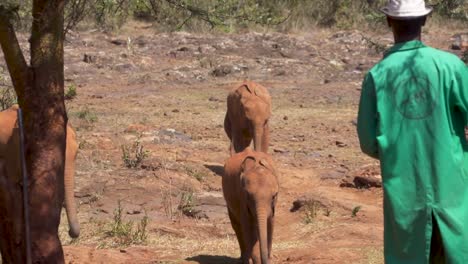 Elefantenbabys-Rennen-Auf-Menschen-Zu,-Um-Im-Elefantenwaisenhaus-Von-Nairobi-Gefüttert-Zu-Werden