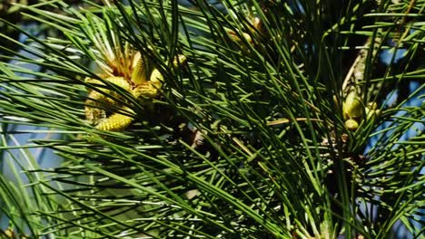 Tannenzweige-Wiegen-Sich-Im-Wind,-Der-Wind-Fegte-Die-Pollen-Von-Den-Knospen