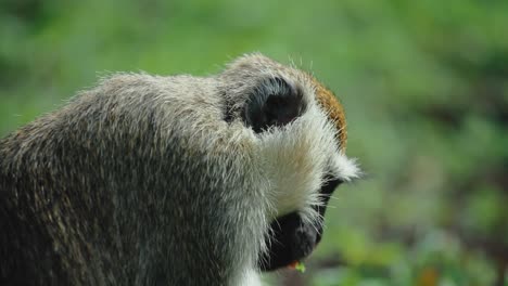mono vervet comiendo hojas; toma en cámara lenta de primer plano