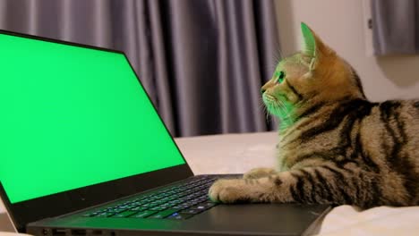Eine-Entzückende-Drachen-Li-Katze,-Die-Auf-Den-Grünen-Bildschirm-Eines-Laptops-Im-Bett-Starrt,-Wobei-Sich-Der-Kopf-Von-Einer-Seite-Zur-Anderen-Bewegt---Extreme-Nahaufnahme