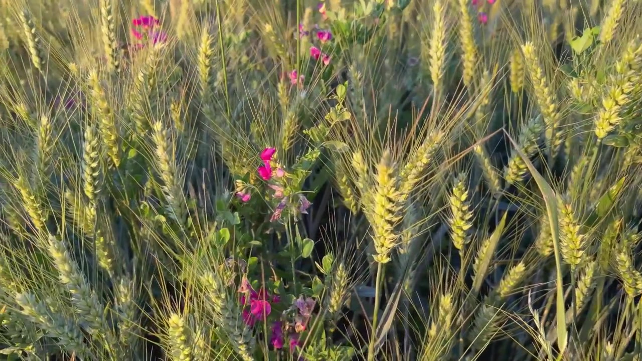 En lätt förhöjd kamera glider smidigt över ett moget vetefält, som avslöjar gyllene sädesax varvat med delikata rosa vildblommor. Lateral panorering från hög vinkel.