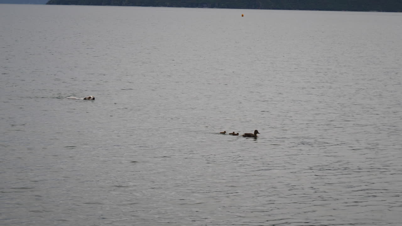 개는 그 와나카 나무 앞에서 새끼 오리를 쫓습니다 - 4k