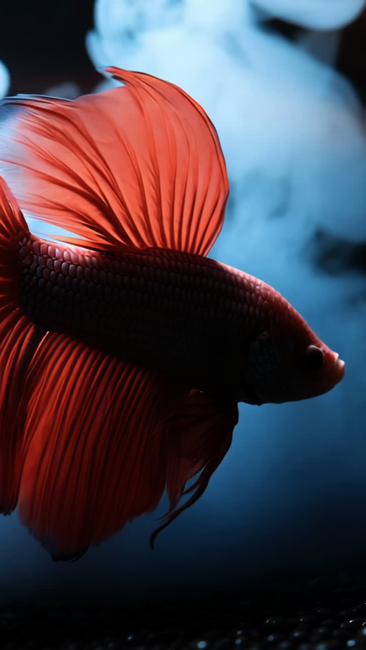Colorful betta fish swimming in water. A vibrant betta fish glides gracefully through water amidst wisps of mist, showcasing its flowing fins and vivid colors.