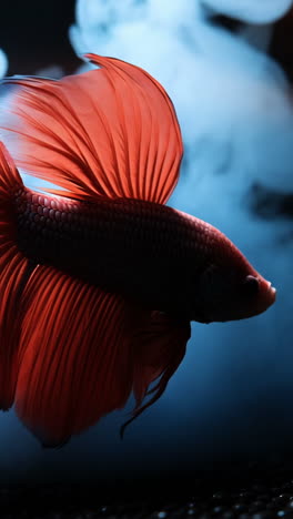 colorful betta fish swimming in water. a vibrant betta fish glides gracefully through water amidst wisps of mist, showcasing its flowing fins and vivid colors.