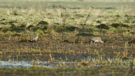 eurasian curlew and eurasian whimbrel walking and feeding side by side during spring migration