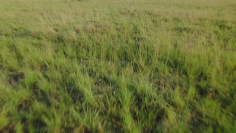 Drone-stock-footage-Tilt-reveal-shot-of-Savanna-grasslands-Masai-Mara,-Kenya