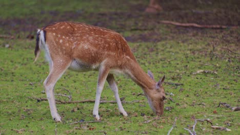 Ein-Hirsch,-Der-In-Einer-Natürlichen-Parkumgebung-Grast