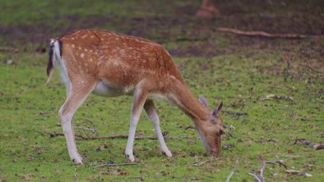 un animal ciervo pastando en un entorno de parque natural