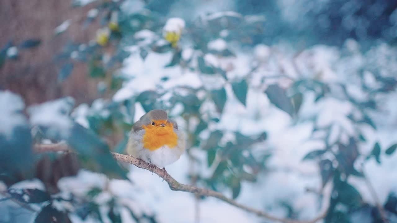 포커스 풀, 겨울 눈에 나뭇가지에 로빈 새