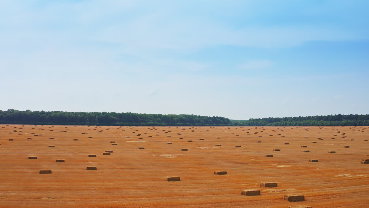 Contrasting mowed wheat field covered with rectangular hay bales. Green trees and blue sky backdrop.