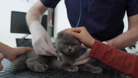 visit at veterinarian with cat.