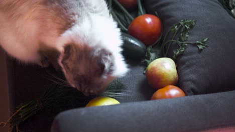 cat exploring a basket of fruits and vegetables