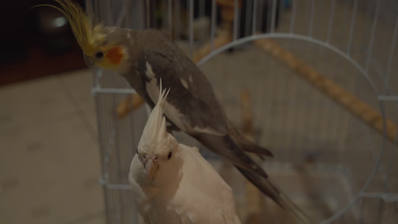 cacatúa de cara blanca y naranja disfrutando de la vida fuera de la jaula y relajándose