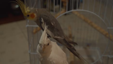 whiteface and orange face cockatiel enjoying life outside the cage and relaxing