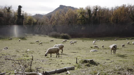 mundane sheep grazing at catalonia spain lands