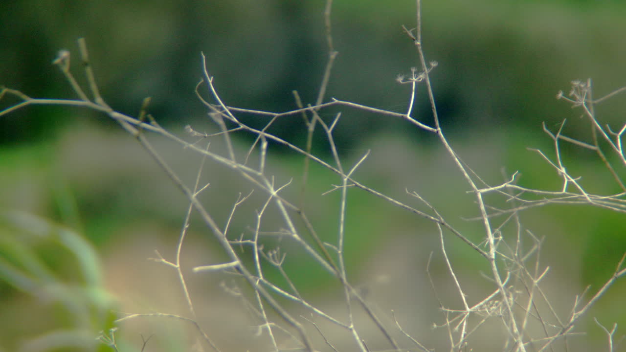 Dry sticks from a bush.