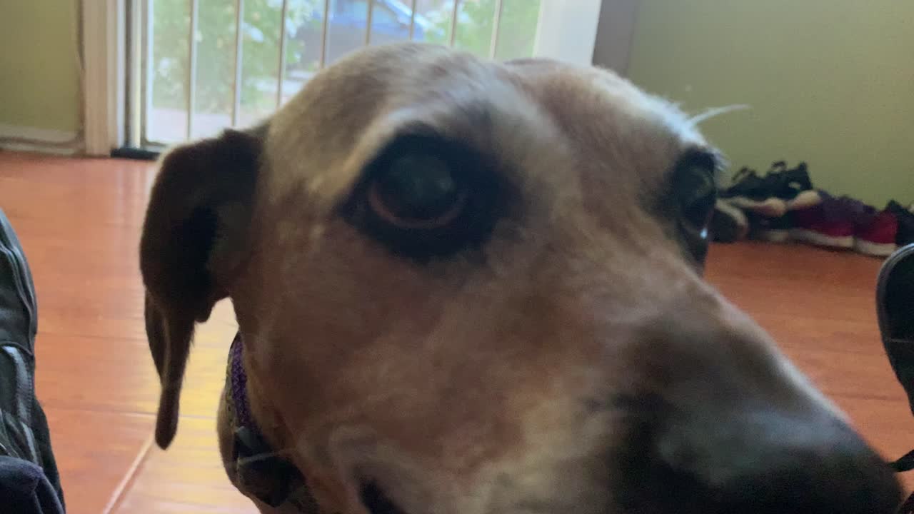 lindo perro con un amigo moviendo la cola