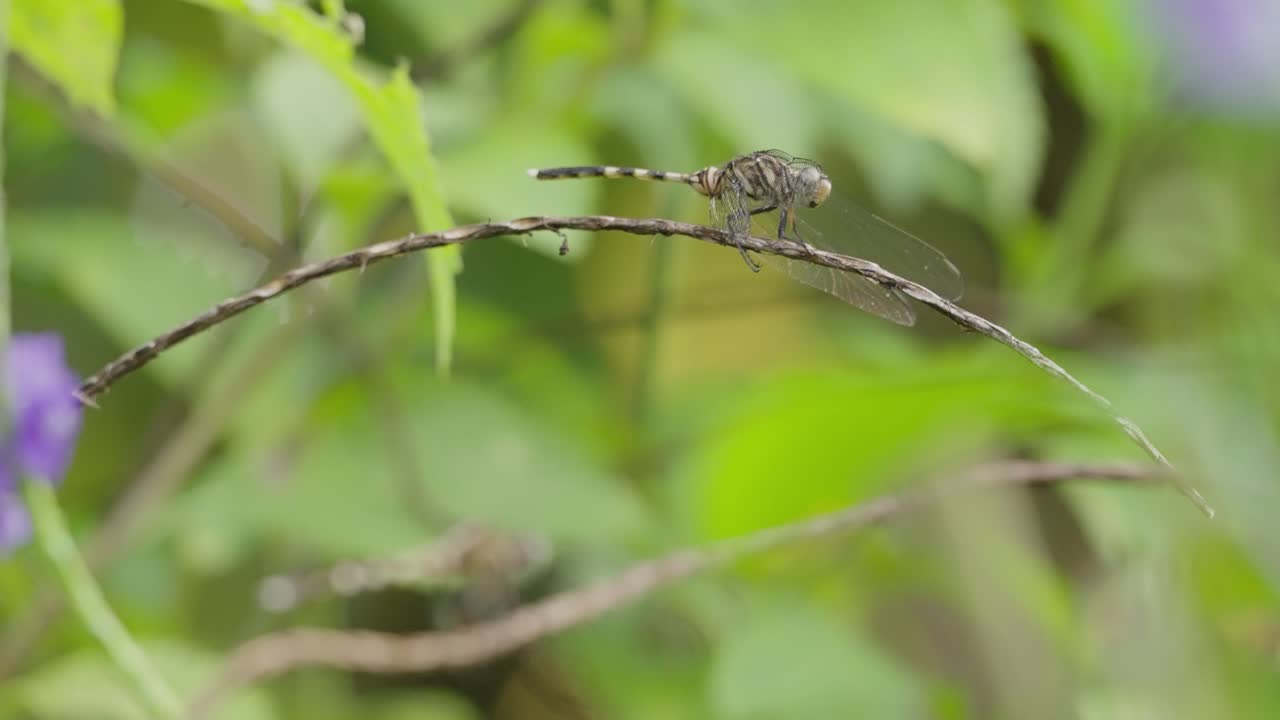 vista macro de un orthetrum sabina en una rama