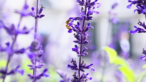 las abejas interactúan con las flores de la salvia farinacea