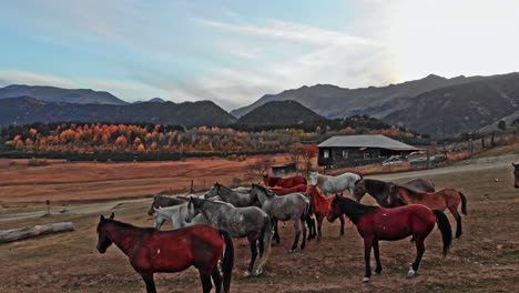 wild horses grazing in caucasus mountains in georgia