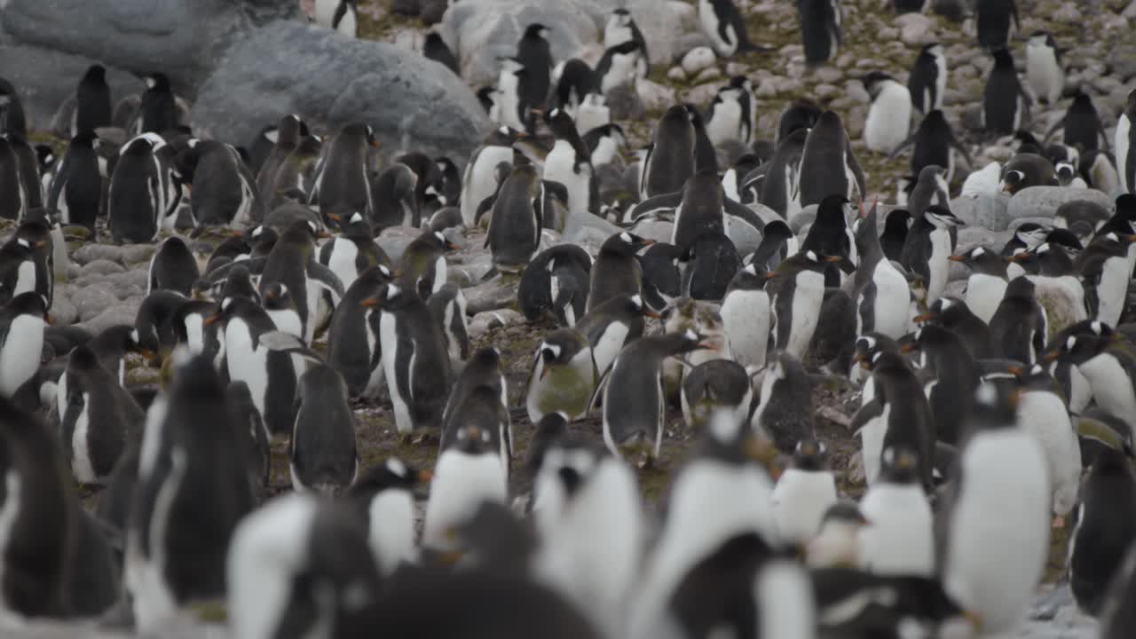 gran colonia de pingüinos en la playa, una ubicación impresionante