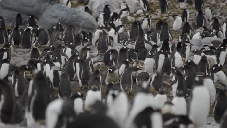 Große-Pinguinkolonie-Am-Strand,-Atemberaubende-Lage