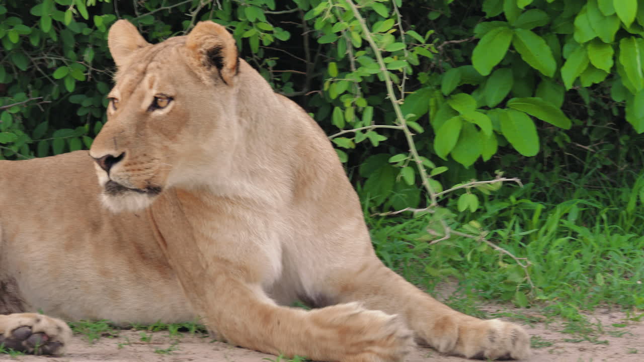 leeuwin die ligt, plotseling gewaarschuwd door iets, gaat rechtop zitten om te onderzoeken