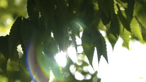 close up of sunrays shining through green leaves in 120 fps slow motion of a bright summer day