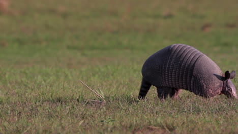 Armadillo-De-Nueve-Bandas-Forrajeando-En-Pasto-Corto-Al-Borde-Del-Río-En-La-Reserva-Natural-De-Barba-Azul,-Beni