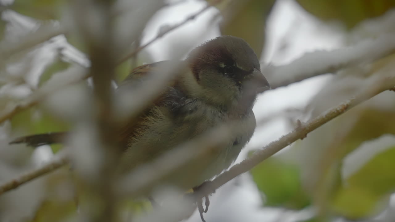 Wet Sparrow bird on tree branch on cold winter day, close up slow motion zoom out shot