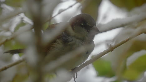 wet sparrow bird on tree branch on cold winter day, close up slow motion zoom out shot
